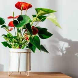 How to Grow and Care for Anthurium