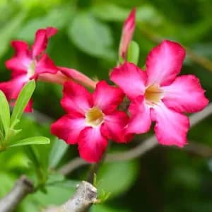 How to Grow and Care for Desert Rose