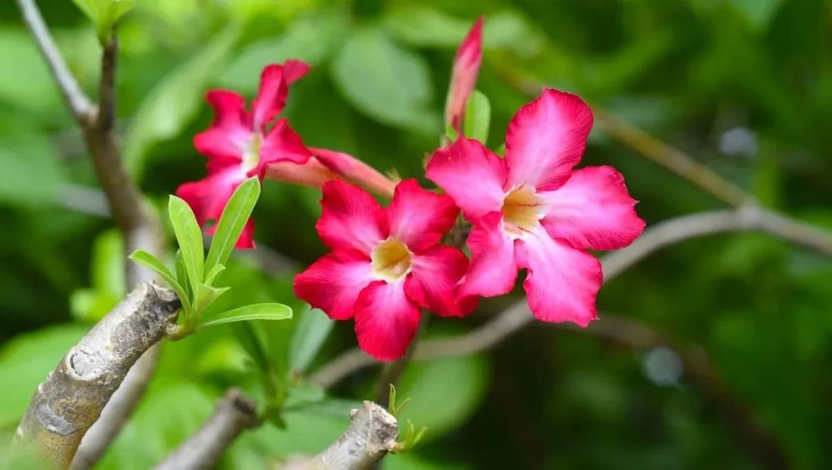 How to Grow and Care for Desert Rose