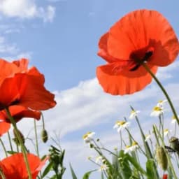 How to Grow and Care for California Poppies