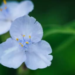 How to Grow and Care for Purple Heart