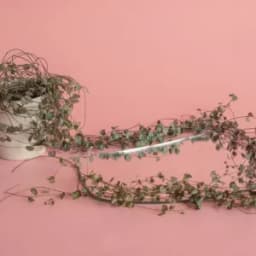 How to Grow and Care for String of Hearts