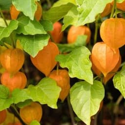 How to Grow and Care Ground Cherries