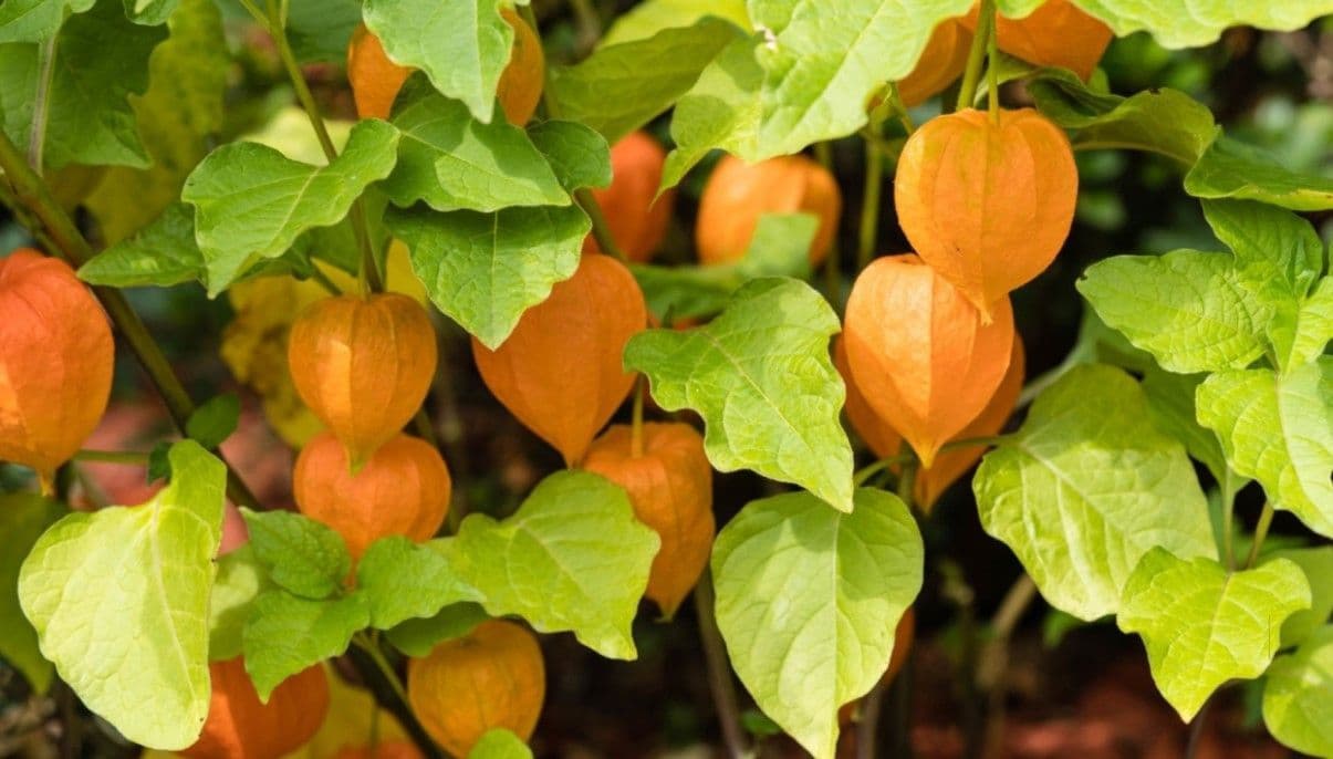 How to Grow and Care Ground Cherries